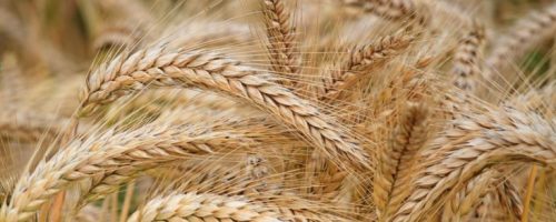agriculture-barley-cereal-326082